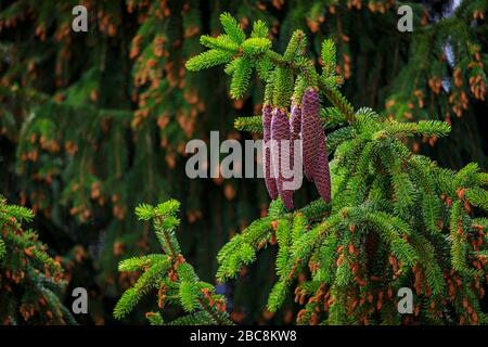 Large young pine cones hanging on a fir tree branch at springtime with blurred bokeh background in the forest Stock Photo