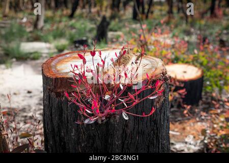 Regenerating tree leaves after the bush fires in Australia Stock Photo