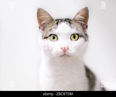 A young domestic shorthair cat with tabby and white markings looking at the camera Stock Photo