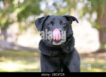 A black Retriever mixed breed dog outdoors licking its lips Stock Photo