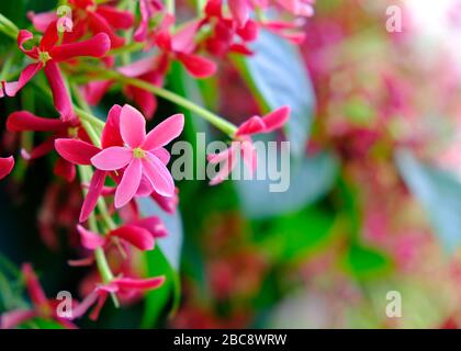 Lively pink flowers (Combretum indicum) on blurred green background, Chinese honeysuckle. Stock Photo