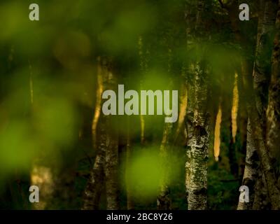 Europe, Germany, Hesse, UNESCO Rhön Biosphere Reserve, Rotes Moor nature reserve near Gersfeld, Carpathian birches in spring, mood of light Stock Photo