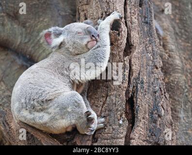 Koala (Phascolarctos Cinereous) resting on a tree, Brisbane, Queensland, Australia Stock Photo