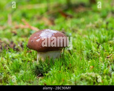 Slippery Jack Fungi, Suillus luteus Stock Photo