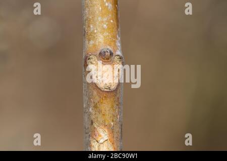 Tree of Heaven Leaf Bud and Scar Stock Photo