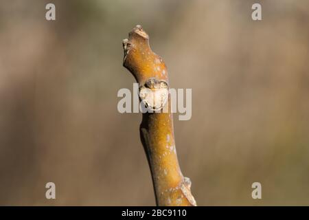 Tree of Heaven Leaf Bud and Scar Stock Photo