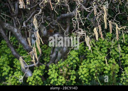 These images reflect some of the reasons I am passionate about gardening and wildlife. Stock Photo