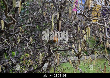 These images reflect some of the reasons I am passionate about gardening and wildlife. Stock Photo