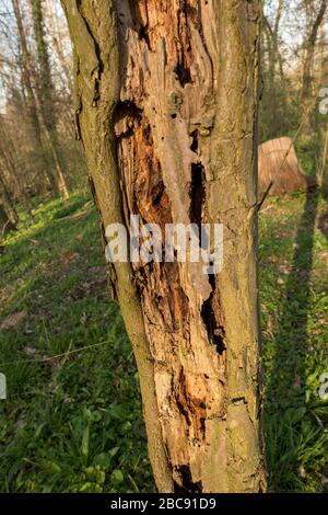 Tree hollowed out by a woodpecker and full of holes Stock Photo
