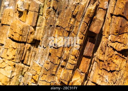 Cracked Wood Pattern on Tree Stump Stock Photo