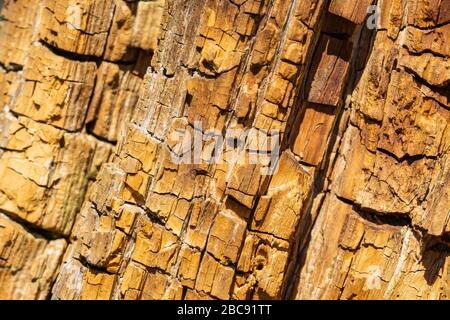 Cracked Wood Pattern on Tree Stump Stock Photo