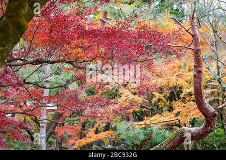 Autumn leaves on various trees in autumn Stock Photo