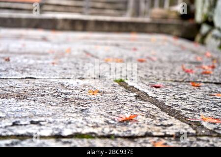Small red maple tree leaves on the stone pathway Stock Photo