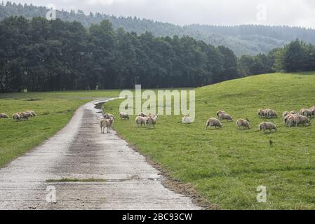 Looking down a farm track which  runs through a meadow with sheep, and disappears into woodland and distant misty hills Stock Photo