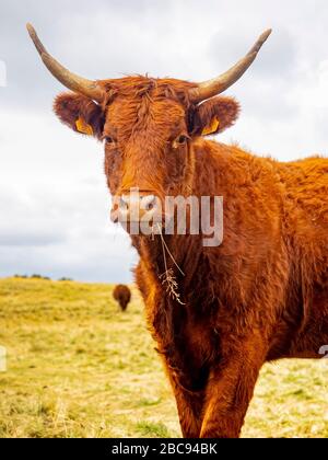 Cattle of the Salers breed on mountain pasture in the Cantal, Massif Central, near Thiézac, Cantal Department, Auvergne, France Stock Photo
