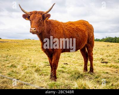 Cattle of the Salers breed on mountain pasture in the Cantal, Massif Central, near Thiézac, Cantal Department, Auvergne, France Stock Photo