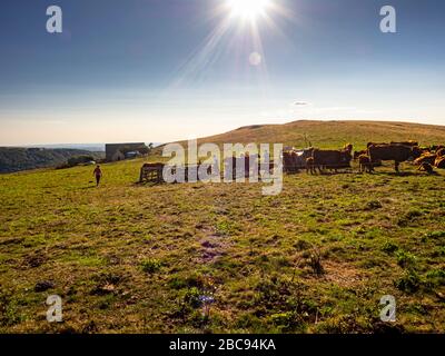 Mountain farmers in the Cantal while milking the Salers cattle on the alpine pasture at Col de Néronne, Alm des Buron d'Algour. Stock Photo