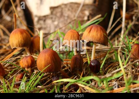 Brown glistening inkcap, Coprinellus micaceus, mushrooms in various stages of growth with grass and logs blurred in the background. Stock Photo