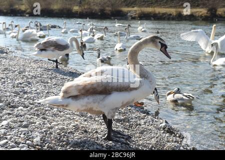 Munich, Germany. 03rd Apr, 2020. Swans, ducks and geese can be found on the banks of the Isar near the zoo Hellabrunn in bright sunshine. Credit: Felix Hörhager/dpa/Alamy Live News Stock Photo