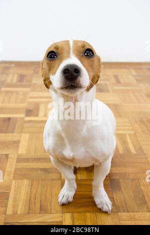 jack russel terrier on white background Stock Photo