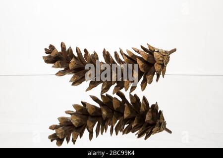 pine cone on white background with reflection Stock Photo