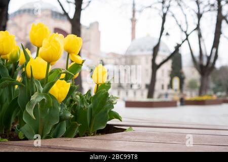 Hagia Spohia with flowers at istanbul bluemosque Stock Photo