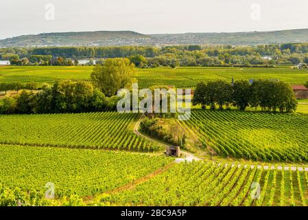 Vineyards below Johannisberg Castle in the Rheingau, seat of Prince Mettternich, Stock Photo