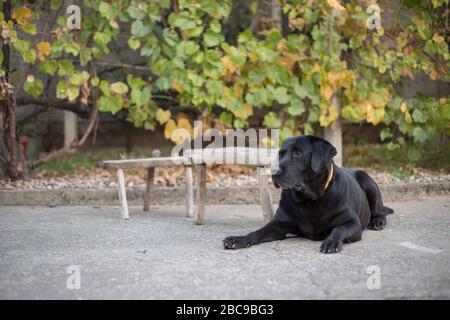 Cute English Bulldog Puppies posing. They are only black labrador chilling in backyard months old Stock Photo