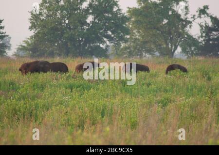 Bison, Battelle Darby Creek Metropark, Ohio Stock Photo