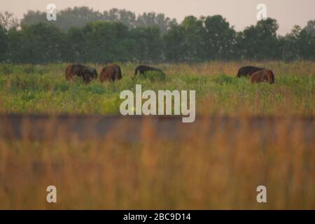 Bison, Battelle Darby Creek Metropark, Ohio Stock Photo