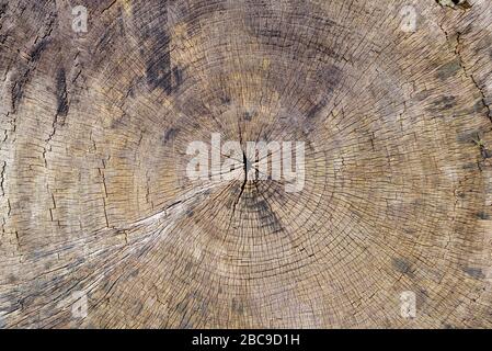 Background and texture of an old sawn-off tree trunk with the weathered annual rings in brown color Stock Photo