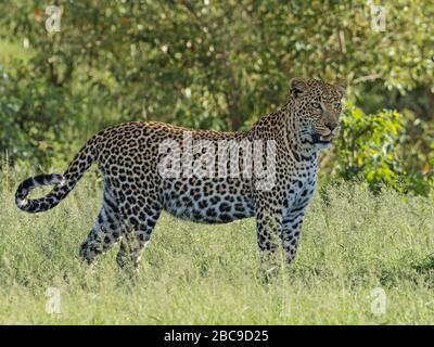 Adult female Leopard (Panthera pardus) in morning light, Maasai Mara National Reserve, Kenya Stock Photo