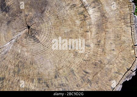 Background and texture of an old sawn-off tree trunk with the weathered annual rings in brown color Stock Photo