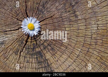 The blossom of a daisy is in the opening of an old tree trunk, which has been cut off and shows its annual rings, as a background Stock Photo