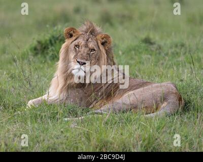 Male Lion (Panthera leo) in evening light, Maasai Mara National Reserve, Kenya Stock Photo