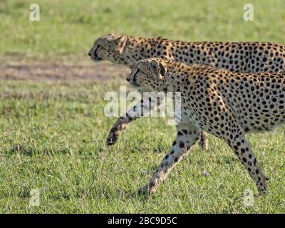 Two male Cheetah (Acinonyx jubatus) - part of a group of 6 - at start of successful hunt, Maasai Mara National Reserve, Kenya Stock Photo