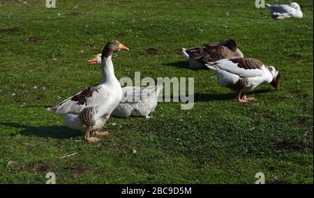 Several gray geese and white geese in an outdoor meadow as part of the natural rearing of geese in agriculture Stock Photo