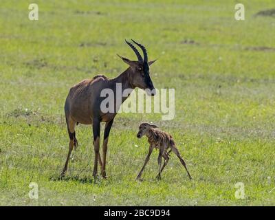 Female Topi (Damaliscus lunatus) with new born calf, Maasai Mara National Reserve, Kenya Stock Photo