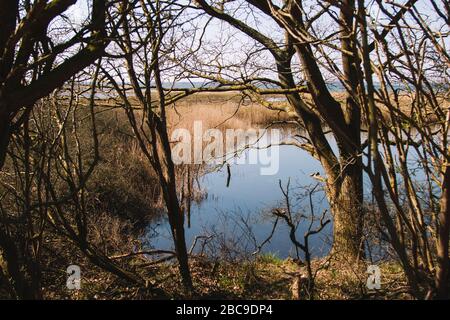 Trees, detail, walk in the Geltinger Birk nature reserve, Baltic Sea, Schleswig Holstein. Stock Photo