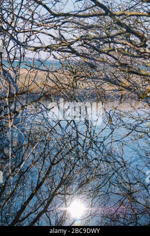 Trees, detail, walk in the Geltinger Birk nature reserve, Baltic Sea, Schleswig Holstein. Stock Photo