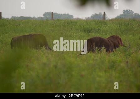 Bison, Battelle Darby Creek Metropark, Ohio Stock Photo