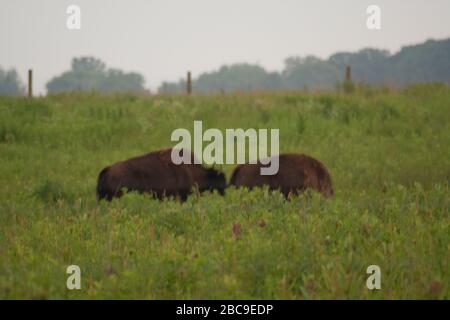 Bison, Battelle Darby Creek Metropark, Ohio Stock Photo