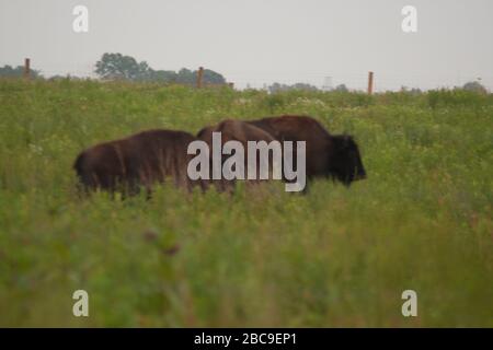 Bison, Battelle Darby Creek Metropark, Ohio Stock Photo