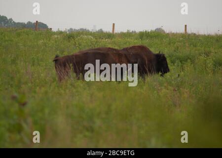 Bison, Battelle Darby Creek Metropark, Ohio Stock Photo