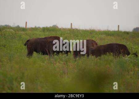 Bison, Battelle Darby Creek Metropark, Ohio Stock Photo