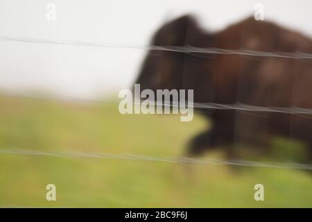 Bison, Battelle Darby Creek Metropark, Ohio Stock Photo