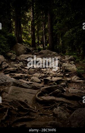 the dark forest with rocks on way Stock Photo