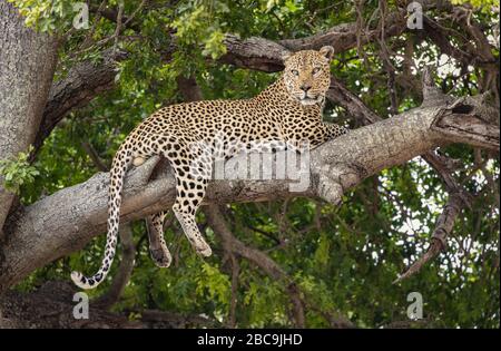 Leopard resting in a tree in South Africa's national parks Stock Photo