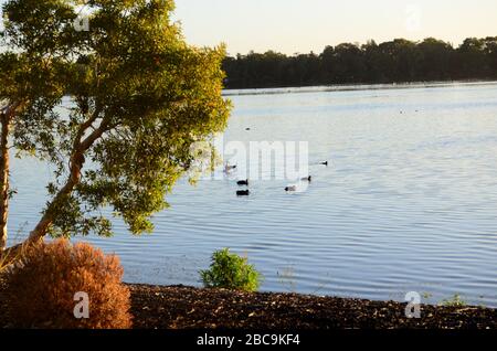 Lake Monger Reserve Stock Photo