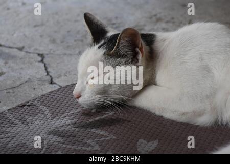The cat sleeps on a plastic base Stock Photo